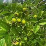 – Guava – Common Guava – Tropical Guavaمن أسمائها المتداولة: الجوافة – جوافة