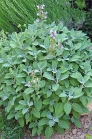 – Sage – Common Sage – Garden Sage – True Sage – Salvia officinalisمن أسمائها المتداولة: مرمرية – الميرمية – القصعين – المريمية