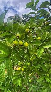 – Guava – Common Guava – Tropical Guavaمن أسمائها المتداولة: الجوافة – جوافة