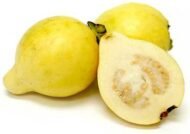 – Guava – Common Guava – Tropical Guavaمن أسمائها المتداولة: الجوافة – جوافة
