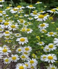 – Chamomile – German Chamomile – Wild Chamomile – Mayweed – Matricariaمن أسمائها المتداولة: البابونج – الكاموميل – البابونج الألماني – البابونج الطبي