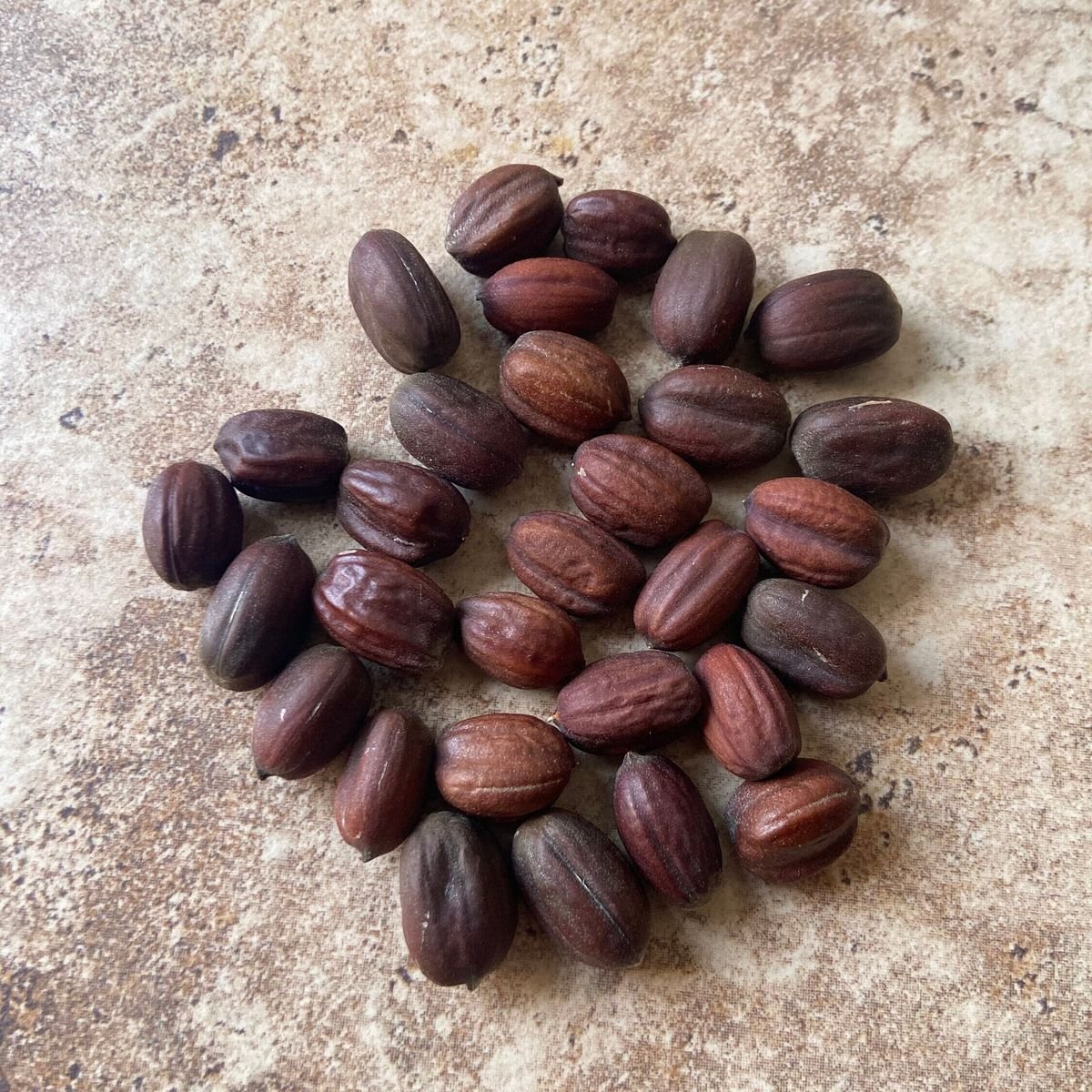 – Jojoba – Jojoba Bush – Goat Nutمن أسمائها المتداولة: الجوجوبا – الهوهوبا