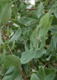 – Jojoba – Jojoba Bush – Goat Nutمن أسمائها المتداولة: الجوجوبا – الهوهوبا