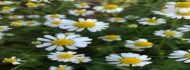 – Chamomile – German Chamomile – Wild Chamomile – Mayweed – Matricariaمن أسمائها المتداولة: البابونج – الكاموميل – البابونج الألماني – البابونج الطبي