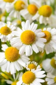 – Chamomile – German Chamomile – Wild Chamomile – Mayweed – Matricariaمن أسمائها المتداولة: البابونج – الكاموميل – البابونج الألماني – البابونج الطبي