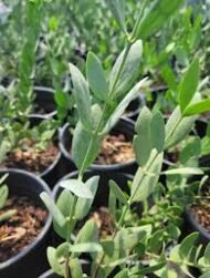 – Jojoba – Jojoba Bush – Goat Nutمن أسمائها المتداولة: الجوجوبا – الهوهوبا