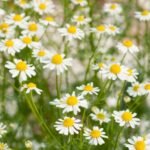 – Chamomile – German Chamomile – Wild Chamomile – Mayweed – Matricariaمن أسمائها المتداولة: البابونج – الكاموميل – البابونج الألماني – البابونج الطبي
