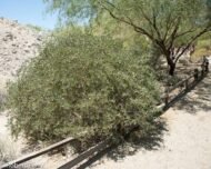 – Jojoba – Jojoba Bush – Goat Nutمن أسمائها المتداولة: الجوجوبا – الهوهوبا