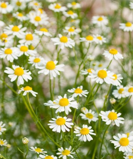 – Chamomile – German Chamomile – Wild Chamomile – Mayweed – Matricariaمن أسمائها المتداولة: البابونج – الكاموميل – البابونج الألماني – البابونج الطبي