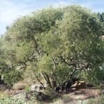– Jojoba – Jojoba Bush – Goat Nutمن أسمائها المتداولة: الجوجوبا – الهوهوبا