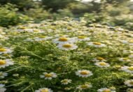– Chamomile – German Chamomile – Wild Chamomile – Mayweed – Matricariaمن أسمائها المتداولة: البابونج – الكاموميل – البابونج الألماني – البابونج الطبي