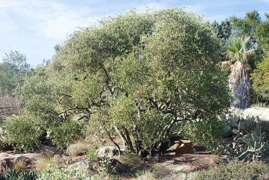 – Jojoba – Jojoba Bush – Goat Nutمن أسمائها المتداولة: الجوجوبا – الهوهوبا