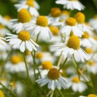 – Chamomile – German Chamomile – Wild Chamomile – Mayweed – Matricariaمن أسمائها المتداولة: البابونج – الكاموميل – البابونج الألماني – البابونج الطبي