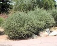 – Jojoba – Jojoba Bush – Goat Nutمن أسمائها المتداولة: الجوجوبا – الهوهوبا