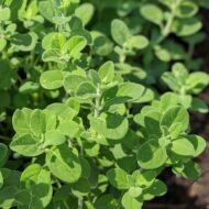 من أسمائها المتداولة: البردقوش – المردقوش – المردكوش – العترة – البردقوش الحلو – Sweet Marjoram – Marjoram – Knotted Marjoram – Origanum majorana
