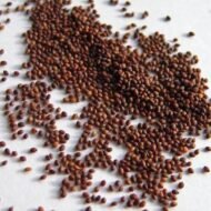 من أسمائها المتداولة: البردقوش – المردقوش – المردكوش – العترة – البردقوش الحلو – Sweet Marjoram – Marjoram – Knotted Marjoram – Origanum majorana