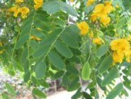 – Tipu Tree – Rosewood – Pride of Boliviaمن أسمائها المتداولة: أبو المكارم – شجرة أبو المكارم