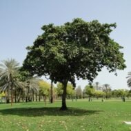 – Tropical Almond – Indian Almond – Sea Almond – Singapore Almond – Terminalia catappa-من أسمائها المتداولة : اللوز البحريني – اللوز الهندي – اللوز الاستوائي – لوز البحر – شجرة اللوز البحري