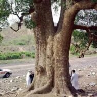 – African Cherry – Red Milkwood – Mimusops laurifoliaمن أسمائها المتداولة: لبخ عملاق – ميموسوبس – شجرة الميموسوبس