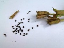 من أسمائها المتداولة: أزهار العايق – العايق – الدلفينيوم – حوذان العايق – Delphinium – Larkspur – Garden Delphinium