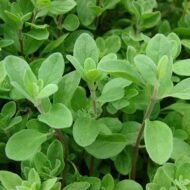 من أسمائها المتداولة: البردقوش – المردقوش – المردكوش – العترة – البردقوش الحلو – Sweet Marjoram – Marjoram – Knotted Marjoram – Origanum majorana