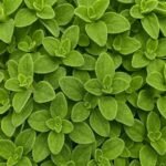 من أسمائها المتداولة: البردقوش – المردقوش – المردكوش – العترة – البردقوش الحلو – Sweet Marjoram – Marjoram – Knotted Marjoram – Origanum majorana