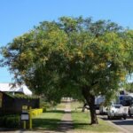 – Tipu Tree – Rosewood – Pride of Boliviaمن أسمائها المتداولة: أبو المكارم – شجرة أبو المكارم