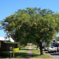 – Tipu Tree – Rosewood – Pride of Boliviaمن أسمائها المتداولة: أبو المكارم – شجرة أبو المكارم