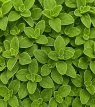 من أسمائها المتداولة: البردقوش – المردقوش – المردكوش – العترة – البردقوش الحلو – Sweet Marjoram – Marjoram – Knotted Marjoram – Origanum majorana