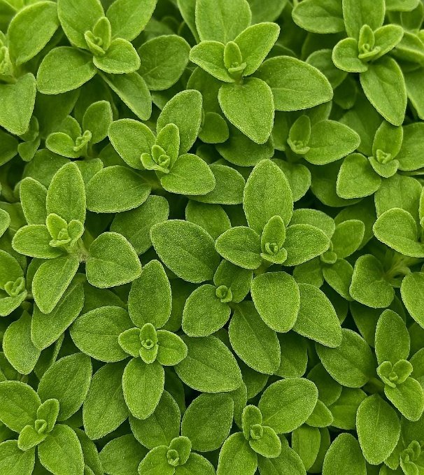 من أسمائها المتداولة: البردقوش – المردقوش – المردكوش – العترة – البردقوش الحلو – Sweet Marjoram – Marjoram – Knotted Marjoram – Origanum majorana