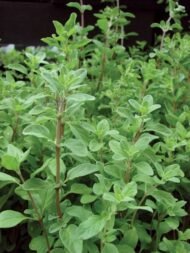 من أسمائها المتداولة: البردقوش – المردقوش – المردكوش – العترة – البردقوش الحلو – Sweet Marjoram – Marjoram – Knotted Marjoram – Origanum majorana