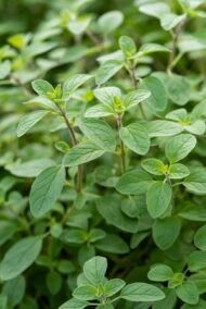 من أسمائها المتداولة: البردقوش – المردقوش – المردكوش – العترة – البردقوش الحلو – Sweet Marjoram – Marjoram – Knotted Marjoram – Origanum majorana