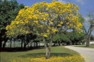 – Tipu Tree – Rosewood – Pride of Boliviaمن أسمائها المتداولة: أبو المكارم – شجرة أبو المكارم