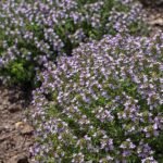 – Thyme – Wild Thyme – Common Thyme – Garden Thyme – Thymusمن أسمائها المتداولة: زعتر – الزعتر – زعتر بري – زعتر عطري