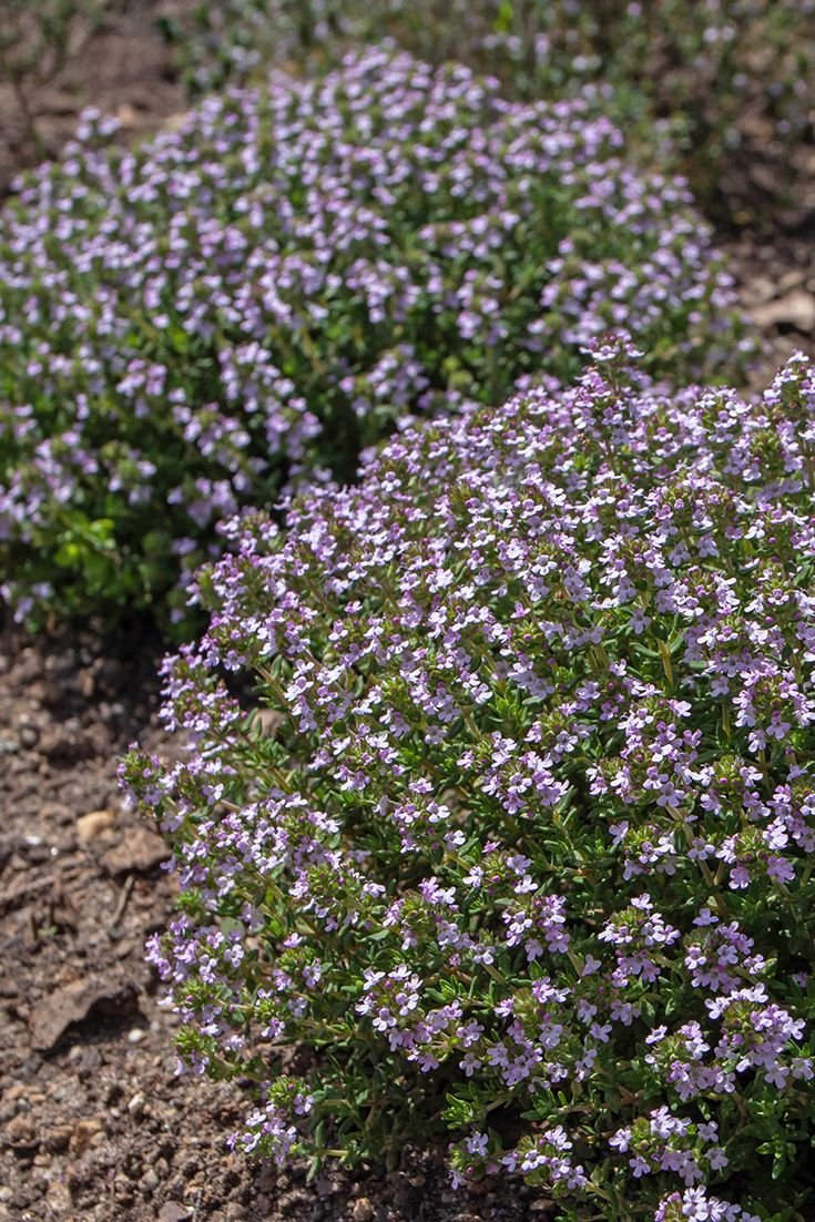 – Thyme – Wild Thyme – Common Thyme – Garden Thyme – Thymusمن أسمائها المتداولة: زعتر – الزعتر – زعتر بري – زعتر عطري