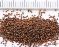 – Thyme – Wild Thyme – Common Thyme – Garden Thyme – Thymusمن أسمائها المتداولة: زعتر – الزعتر – زعتر بري – زعتر عطري