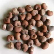 – Grandidier's Baobab – Madagascar Baobab – Giant Baobabمن أسمائها المتداولة: الباوباب مدغشقري – باوباب غرانديدييه
