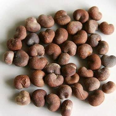 – Grandidier's Baobab – Madagascar Baobab – Giant Baobabمن أسمائها المتداولة: الباوباب مدغشقري – باوباب غرانديدييه