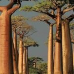– Grandidier's Baobab – Madagascar Baobab – Giant Baobabمن أسمائها المتداولة: الباوباب مدغشقري – باوباب غرانديدييه