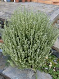 – Thyme – Wild Thyme – Common Thyme – Garden Thyme – Thymusمن أسمائها المتداولة: زعتر – الزعتر – زعتر بري – زعتر عطري