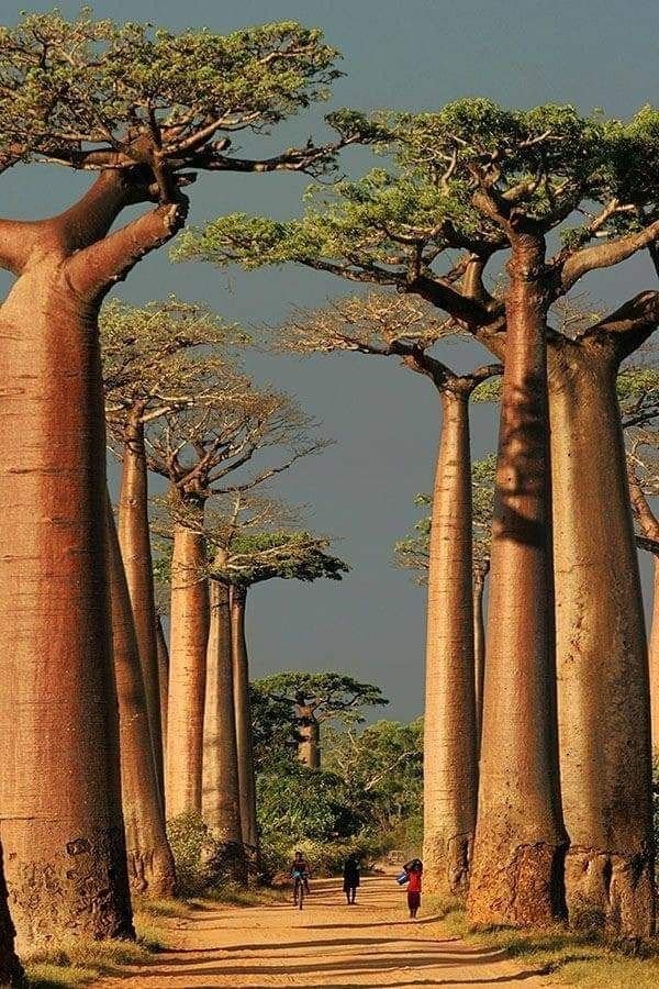 – Grandidier's Baobab – Madagascar Baobab – Giant Baobabمن أسمائها المتداولة: الباوباب مدغشقري – باوباب غرانديدييه