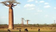 – Grandidier's Baobab – Madagascar Baobab – Giant Baobabمن أسمائها المتداولة: الباوباب مدغشقري – باوباب غرانديدييه