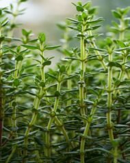 – Thyme – Wild Thyme – Common Thyme – Garden Thyme – Thymusمن أسمائها المتداولة: زعتر – الزعتر – زعتر بري – زعتر عطري