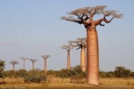 – Grandidier's Baobab – Madagascar Baobab – Giant Baobabمن أسمائها المتداولة: الباوباب مدغشقري – باوباب غرانديدييه