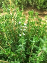 – Thyme – Wild Thyme – Common Thyme – Garden Thyme – Thymusمن أسمائها المتداولة: زعتر – الزعتر – زعتر بري – زعتر عطري
