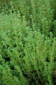 – Thyme – Wild Thyme – Common Thyme – Garden Thyme – Thymusمن أسمائها المتداولة: زعتر – الزعتر – زعتر بري – زعتر عطري