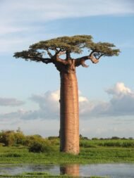 – Grandidier's Baobab – Madagascar Baobab – Giant Baobabمن أسمائها المتداولة: الباوباب مدغشقري – باوباب غرانديدييه