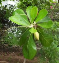 – Tropical Almond – Indian Almond – Sea Almond – Singapore Almond – Terminalia catappa-من أسمائها المتداولة : اللوز البحريني – اللوز الهندي – اللوز الاستوائي – لوز البحر – شجرة اللوز البحري