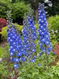 من أسمائها المتداولة: أزهار العايق – العايق – الدلفينيوم – حوذان العايق – Delphinium – Larkspur – Garden Delphinium