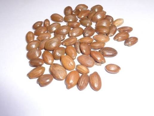 – African Cherry – Red Milkwood – Mimusops laurifoliaمن أسمائها المتداولة: لبخ عملاق – ميموسوبس – شجرة الميموسوبس